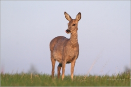 <p>SRNEC OBECNÝ (Capreolus capreolus) Šluknovsko - Jiříkov (European roe deer / Europäisches Reh</p>